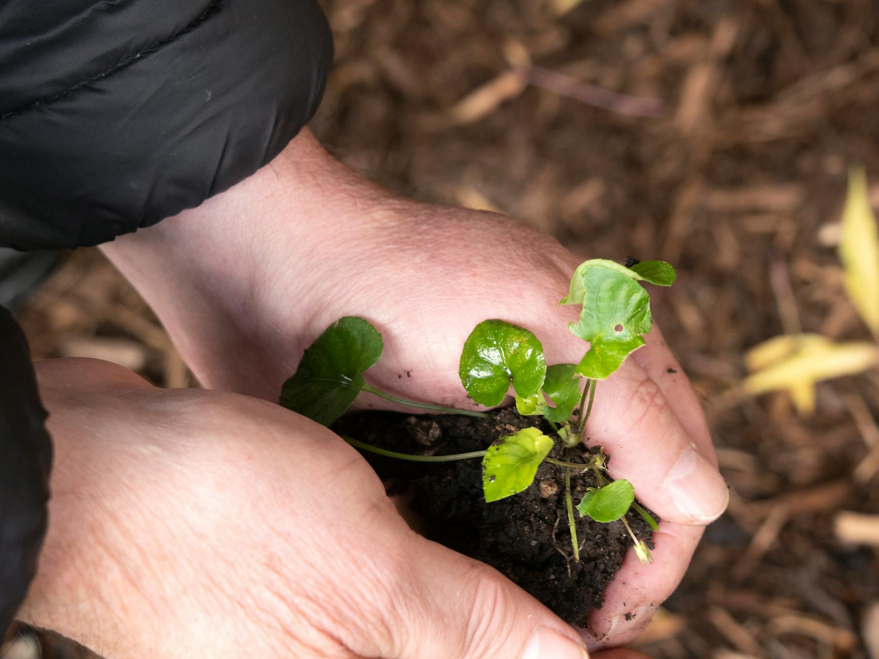 Sprouting plant icon.